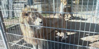 Komunikat prokuratury ws. znęcania się nad egzotycznymi zwierzętami w Czchowie