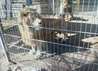 Komunikat prokuratury ws. znęcania się nad egzotycznymi zwierzętami w Czchowie