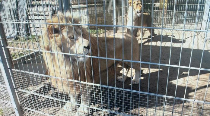 Komunikat prokuratury ws. znęcania się nad egzotycznymi zwierzętami w Czchowie