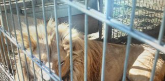 Mieszkaniec Czchowa nielegalnie trzymał lwy i tygrysa – grozi mu 5 lat więzienia