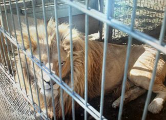 Mieszkaniec Czchowa nielegalnie trzymał lwy i tygrysa – grozi mu 5 lat więzienia