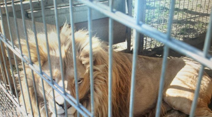 Mieszkaniec Czchowa nielegalnie trzymał lwy i tygrysa – grozi mu 5 lat więzienia