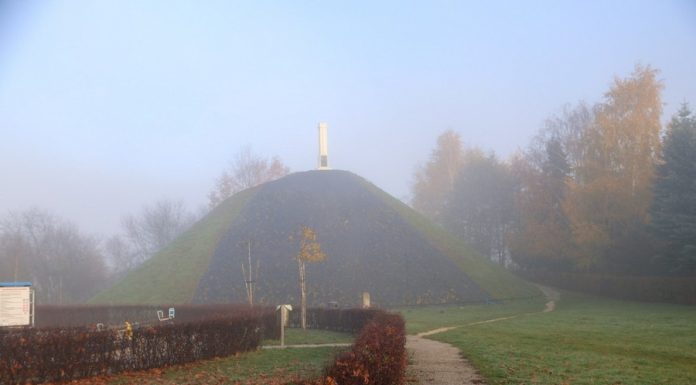 Na Kopcu Grunwaldzkim w Niepołomicach zakwitną biało-czerwone róże