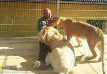 Mieszkańcy Czchowa bronią opiekuna lwów i tygrysa