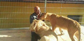 Mieszkańcy Czchowa bronią opiekuna lwów i tygrysa