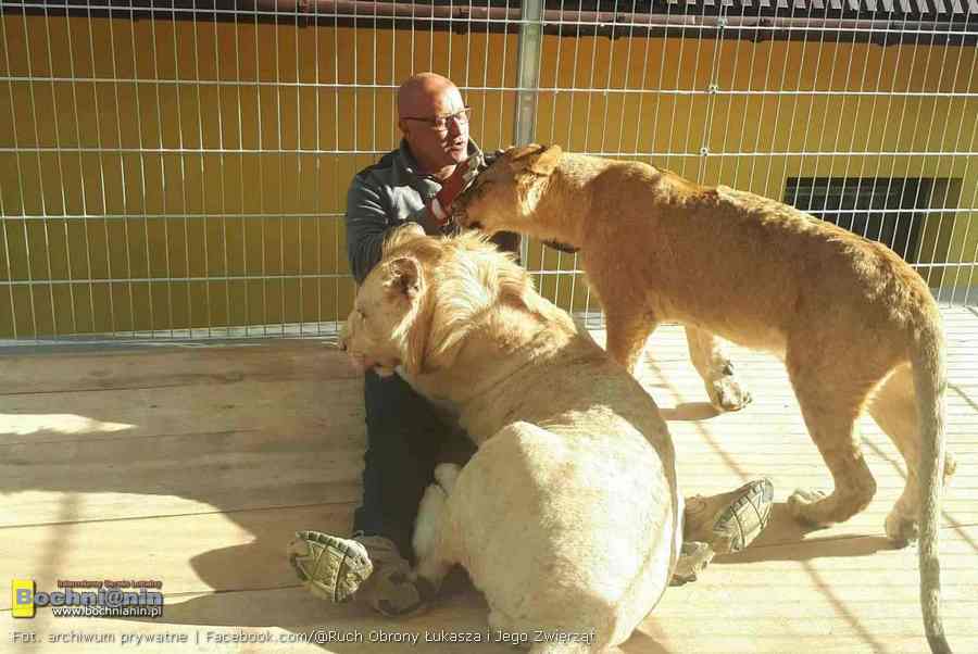Mieszkańcy Czchowa bronią opiekuna lwów i tygrysa