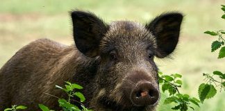 Powstała petycja przeciwko odstrzałowi dzików w Bochni. „Można wybrać bezpieczniejsze metody”