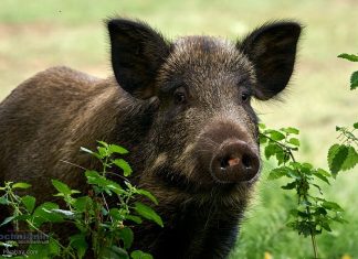 Powstała petycja przeciwko odstrzałowi dzików w Bochni. „Można wybrać bezpieczniejsze metody”