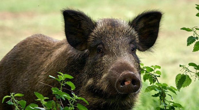 Powstała petycja przeciwko odstrzałowi dzików w Bochni. „Można wybrać bezpieczniejsze metody”