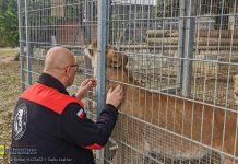 Lwy z Czchowa – co dalej? Sprawa dzikich kotów i ich opiekuna budzi emocje – ZDJĘCIA