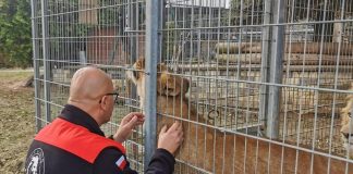 Lwy z Czchowa – co dalej? Sprawa dzikich kotów i ich opiekuna budzi emocje – ZDJĘCIA