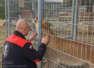 Lwy z Czchowa – co dalej? Sprawa dzikich kotów i ich opiekuna budzi emocje