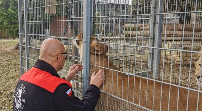 Lwy z Czchowa – co dalej? Sprawa dzikich kotów i ich opiekuna budzi emocje – ZDJĘCIA
