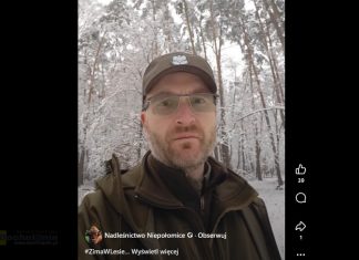 Leśnicy ostrzegają spacerowiczów: mokry śnieg obciąża drzewa w Puszczy Niepołomickiej