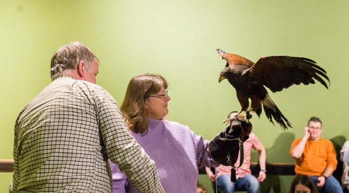 „Chwal ćwik!” – Międzynarodowy Dzień Sokolnika w Niepołomicach: Święto Żywej Tradycji – ZDJĘCIA