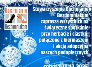Świąteczne spotkanie z Bochnianie Bezdomniakom. Kiermasz i akcja adopcyjna