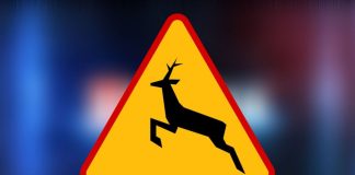 Kolizja ze stadem dzików na DK94 w Bochni. Policja apeluje o ostrożność