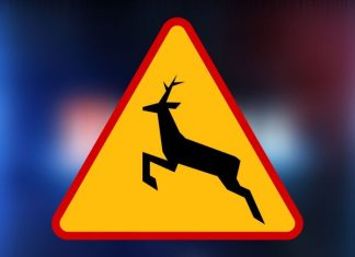 Kolizja ze stadem dzików na DK94 w Bochni. Policja apeluje o ostrożność