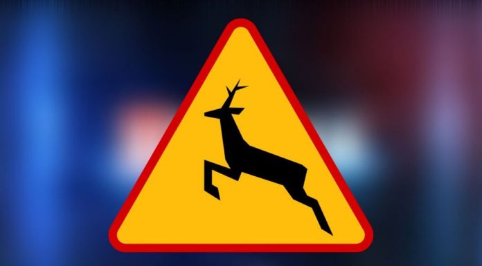 Kolizja ze stadem dzików na DK94 w Bochni. Policja apeluje o ostrożność