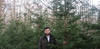 „Choinka dla życia”. Oddaj krew i odbierz świąteczne drzewko – leśnicy zapraszają do udziału w akcji