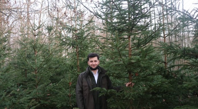 „Choinka dla życia”. Oddaj krew i odbierz świąteczne drzewko – leśnicy zapraszają do udziału w akcji