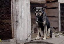 Prezydent zawetował tzw. „ustawę łańcuchową” – zapowiada własny projekt