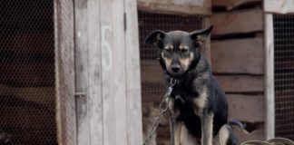 Prezydent zawetował tzw. „ustawę łańcuchową” – zapowiada własny projekt