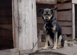 Prezydent zawetował tzw. „ustawę łańcuchową” – zapowiada własny projekt