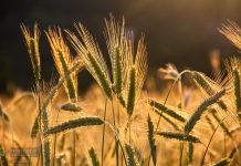 Gmina Bochnia. Wójt zapowiada: w 2026 roku opłaty bez podwyżek i niższy podatek rolny