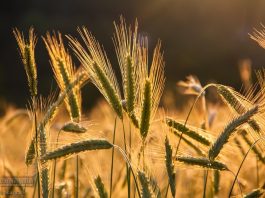 Gmina Bochnia. Wójt zapowiada: w 2026 roku opłaty bez podwyżek i niższy podatek rolny