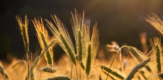 Gmina Bochnia. Wójt zapowiada: w 2026 roku opłaty bez podwyżek i niższy podatek rolny