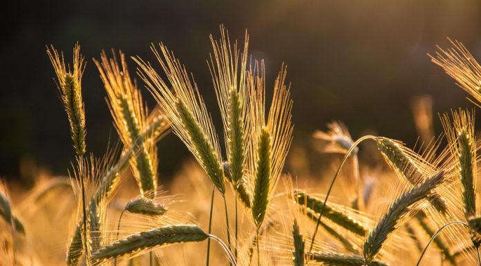 Gmina Bochnia. Wójt zapowiada: w 2026 roku opłaty bez podwyżek i niższy podatek rolny