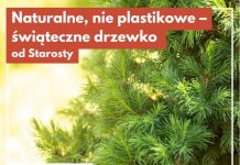 Świąteczne drzewko za makulaturę. Ekologiczna akcja w Bochni