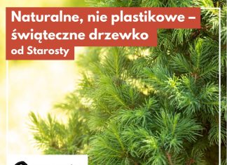 Świąteczne drzewko za makulaturę. Ekologiczna akcja w Bochni