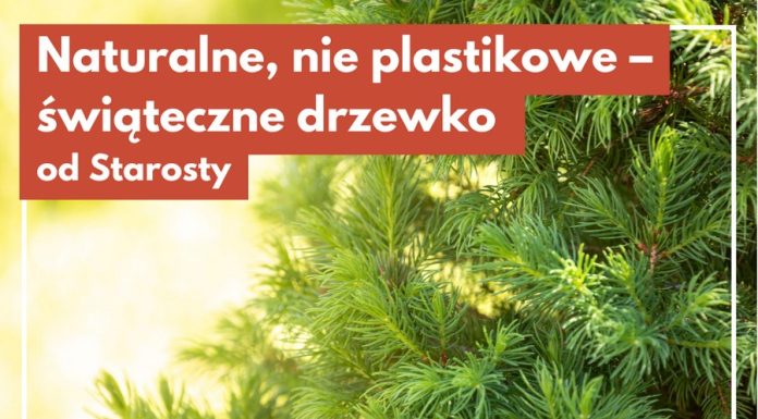 Świąteczne drzewko za makulaturę. Ekologiczna akcja w Bochni