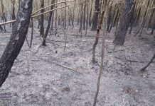 Podejrzany o kwietniowy pożar lasu ustalony. 60-latek usłyszał zarzuty