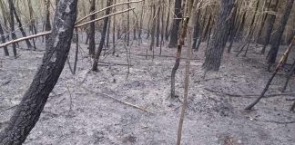 Podejrzany o kwietniowy pożar lasu ustalony. 60-latek usłyszał zarzuty