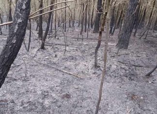 Podejrzany o kwietniowy pożar lasu ustalony. 60-latek usłyszał zarzuty