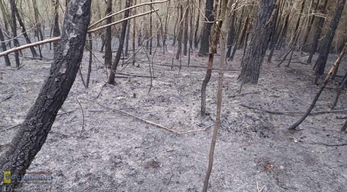 Podejrzany o kwietniowy pożar lasu ustalony. 60-latek usłyszał zarzuty