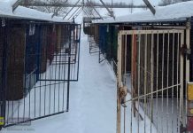 Zimowa akcja schroniska w Borku zakończona sukcesem. Wszystkie psy mają domy