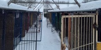 Zimowa akcja schroniska w Borku zakończona sukcesem. Wszystkie psy mają domy