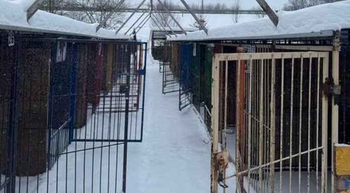 Zimowa akcja schroniska w Borku zakończona sukcesem. Wszystkie psy mają domy