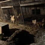 🔴 Zarzuty dla 67-letniej właścicielki pseudohodowli spod Wieliczki