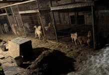 Dramat zwierząt pod Wieliczką. Psy i koty odebrane z pseudohodowli, policja wszczęła postępowanie – ZDJĘCIA