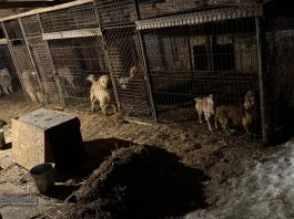 Dramat zwierząt pod Wieliczką. Psy i koty odebrane z pseudohodowli, policja wszczęła postępowanie – ZDJĘCIA