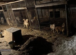 Dramat zwierząt pod Wieliczką. Psy i koty odebrane z pseudohodowli, policja wszczęła postępowanie – ZDJĘCIA