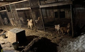 Dramat zwierząt pod Wieliczką. Psy i koty odebrane z pseudohodowli, policja wszczęła postępowanie – ZDJĘCIA