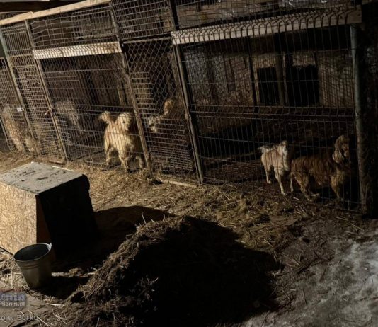 Dramat zwierząt pod Wieliczką. Psy i koty odebrane z pseudohodowli, policja wszczęła postępowanie – ZDJĘCIA