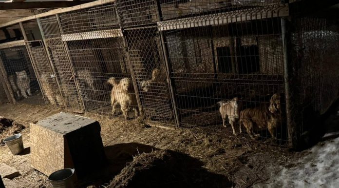 🔴 Zarzuty dla 67-letniej właścicielki pseudohodowli spod Wieliczki