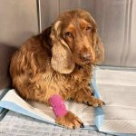 „Piekło na ziemi” pod Wieliczką trwa od lat. Czwartkowa interwencja to kolejny rozdział mrocznej historii